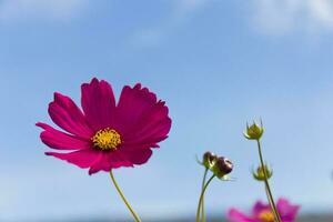 flor de cosmos rosa foto