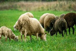 ovelhas marrons e cordeiros pastam no pasto dos agricultores. vida rural, criação de gado. foto