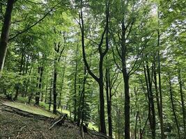 a floresta do a italiano província do liguria dentro a verão estação do 2023 foto