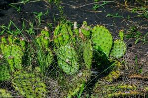 espinhoso pera cacto ou opuntia humifusa dentro a jardim foto