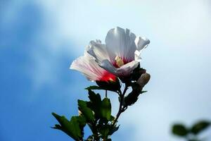 hibisco Síria lindo branco flores com Borgonha olho foto