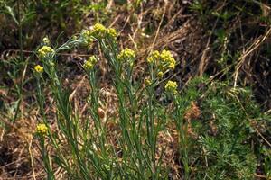 helichrysum arenarium eu é Além disso conhecido Como anão eterno, e Como imortal. foto