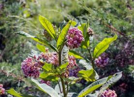 asclepias syriaca . serralha americano é uma gênero do herbáceo, perene, floração plantas conhecido Como serralha foto