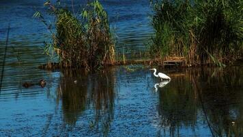 a europeu selvagem garça feeds dentro uma rio entrada com juncos. a pássaro pega Comida dentro a lago. a branco plumagem do uma garça refletindo dentro a água. foto