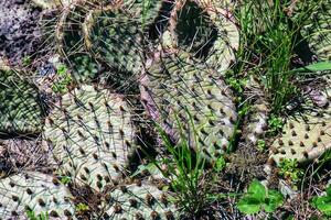 espinhoso pera cacto ou opuntia humifusa dentro a jardim foto