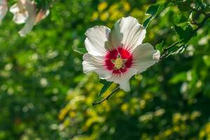 hibisco Síria lindo branco flores com Borgonha olho foto