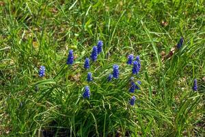 uva jacinto ou muscari abandono é uma perene bulboso plantar. muscari estão perene bulboso plantas nativo para Eurásia. foto