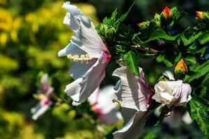 hibisco Síria lindo branco flores com Borgonha olho foto