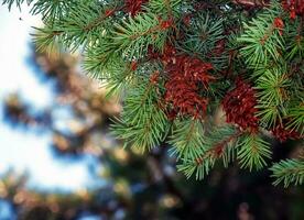 galhos do pseudotsuga menziesii. pseudotsuga menziesii cones e folhagem. lariço ramo. foto