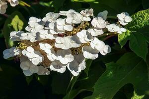 branco renda boné hortênsia quercifolia dentro flor dentro a verão meses foto