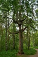 lindo verde pinho árvores, árvore do engraçado forma, dentro a Formato do uma castiçal. natureza parque dentro a sverdlovsk região foto