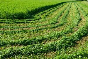 agrícola campo com cortar Relva foto