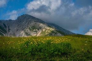 Fora do trollius europaeus dentro a pastagens do a Alpes foto