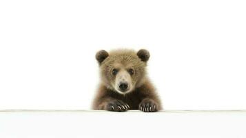 foto do uma americano Urso em branco fundo. generativo ai