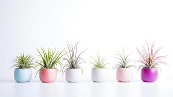 foto do ornamental plantas dentro minimalista Panela Como planta de casa para casa decoração isolado em branco fundo. generativo ai