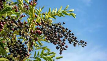 Açaí bagas em a árvore com azul céu fundo foto