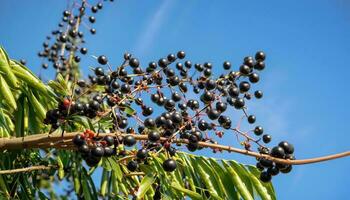 Açaí bagas em a árvore com azul céu fundo foto