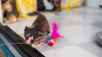 gato gatinho asiático de cabelo curto fofo foto