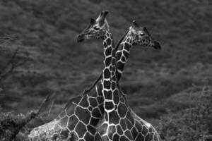 dois lindo girafas foto