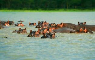 hipopótamos família dentro a lago foto
