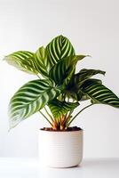 foto do Calathea orbifolia dentro minimalista Panela Como planta de casa para casa decoração isolado em branco fundo. generativo ai