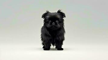 foto do uma Affenpinscher cachorro em branco fundo. generativo ai