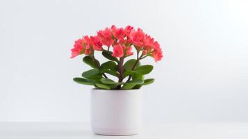 foto do kalanchoe dentro minimalista Panela Como planta de casa para casa decoração isolado em branco fundo em branco mesa. generativo ai