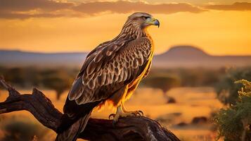 foto do Pardo Águia em savana às pôr do sol. generativo ai