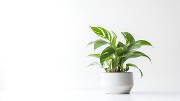 foto do ornamental plantas dentro minimalista Panela Como planta de casa para casa decoração isolado em branco fundo. generativo ai