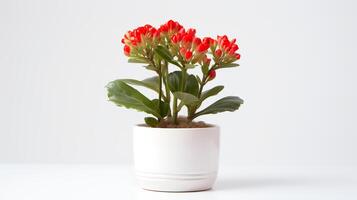 foto do kalanchoe dentro minimalista Panela Como planta de casa para casa decoração isolado em branco fundo em branco mesa. generativo ai