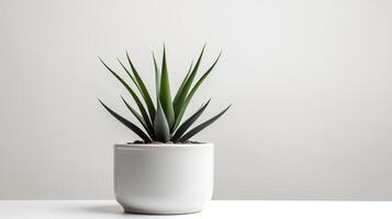 foto do agave dentro minimalista Panela Como planta de casa para casa decoração isolado em branco fundo. generativo ai