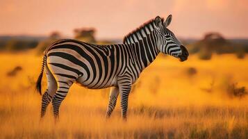 foto do zebra em savana às pôr do sol. generativo ai