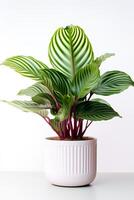 foto do Calathea orbifolia dentro minimalista Panela Como planta de casa para casa decoração isolado em branco fundo. generativo ai