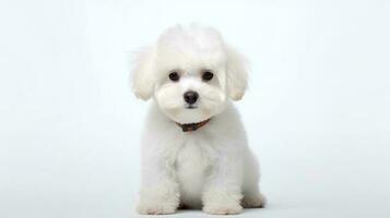 foto do uma bichon fogo cachorro em branco fundo. generativo ai