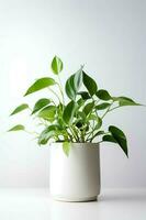 foto do epipremnum aureum dentro minimalista Panela Como planta de casa para casa decoração isolado em branco mesa. generativo ai