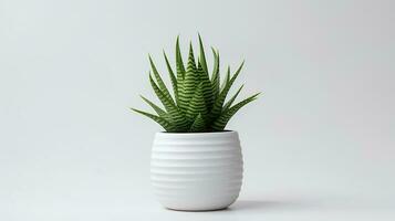 foto do Haworthia dentro minimalista Panela Como planta de casa para casa decoração isolado em branco fundo. generativo ai