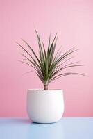 foto do dracaena marginata dentro minimalista Panela Como planta de casa para casa decoração isolado em branco mesa em Rosa fundo. generativo ai