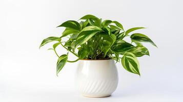 foto do epipremnum aureum dentro minimalista Panela Como planta de casa para casa decoração isolado em branco fundo. generativo ai