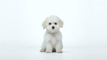 foto do uma poodle cachorro em branco fundo. generativo ai