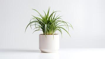 foto do aranha plantar dentro minimalista Panela Como planta de casa para casa decoração. generativo ai