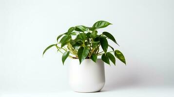 foto do epipremnum aureum dentro minimalista Panela Como planta de casa para casa decoração isolado em branco fundo. generativo ai