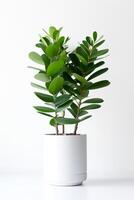 foto do zamioculcas zamiifolia dentro minimalista Panela Como planta de casa para casa decoração isolado em branco fundo. generativo ai