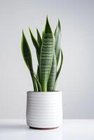 foto do ornamental plantar dentro minimalista Panela Como planta de casa para casa decoração isolado em branco fundo. generativo ai