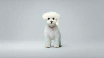 foto do uma poodle cachorro em branco fundo. generativo ai