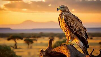 foto do Pardo Águia em savana às pôr do sol. generativo ai