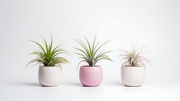 foto do ornamental plantas dentro minimalista Panela Como planta de casa para casa decoração isolado em branco fundo. generativo ai