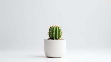 foto do cacto dentro minimalista Panela Como planta de casa para casa decoração isolado em branco fundo. generativo ai