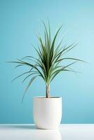 foto do dracaena marginata dentro minimalista Panela Como planta de casa para casa decoração isolado em branco mesa em azul fundo. generativo ai