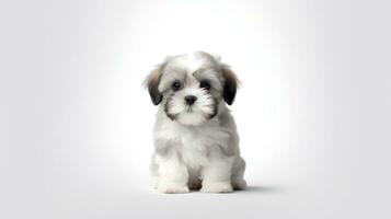 foto do uma shih tzu em branco fundo. generativo ai