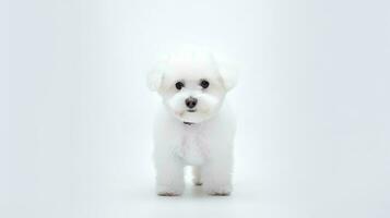 foto do uma bichon fogo cachorro em branco fundo. generativo ai